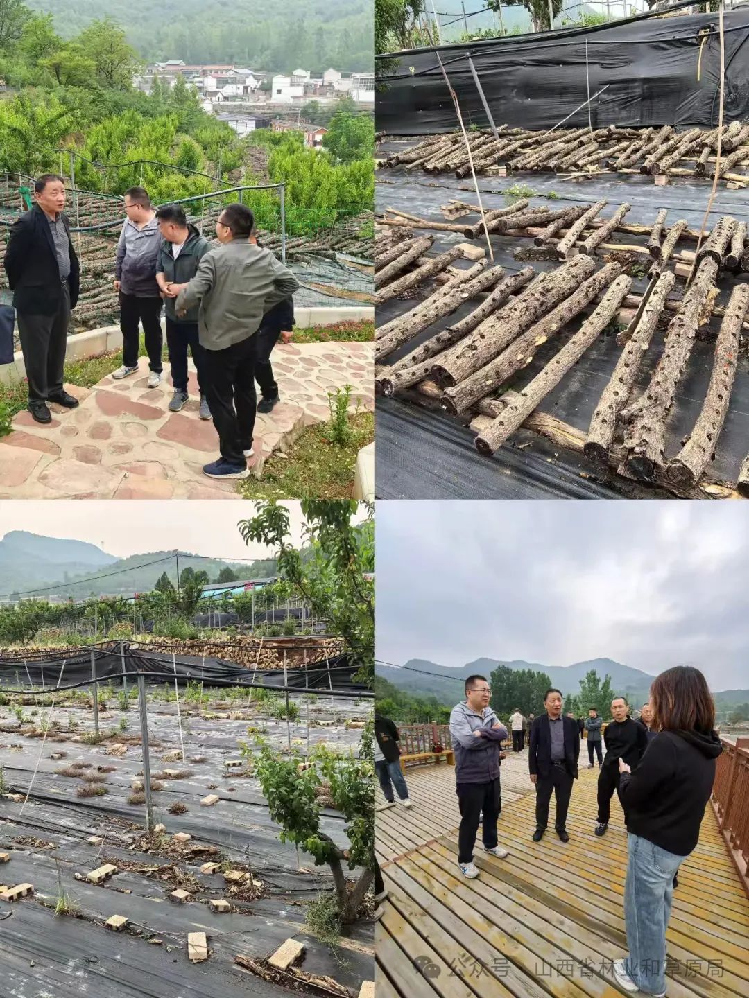 简篇-长治市规划和自然资源局赴晋城市观摩学习集体林权制度改革工作